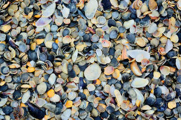 Shells on the coast