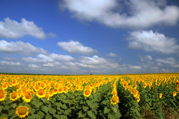 Sunflowers field