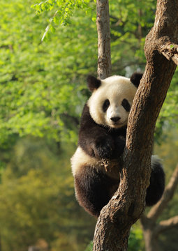Cute young panda sitting on a tree en face
