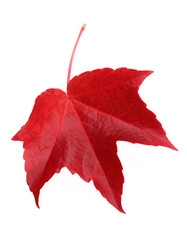 weinblatt