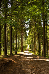 Fototapeta premium magic forest path
