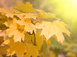 Naklejka na ściany i meble autumn leaves background with sunlight