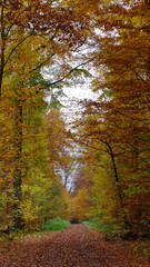 Obraz premium Herbst im Wald