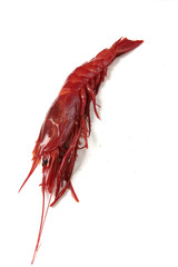 gamba (carabinero)