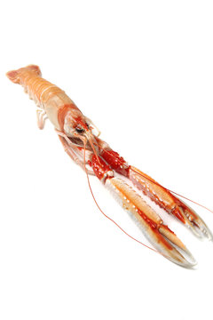 cigala