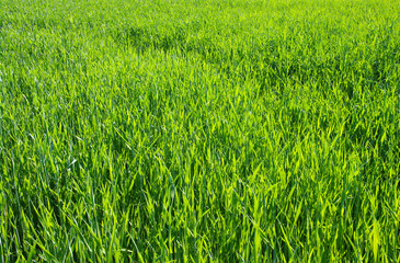 Obraz premium green lawn