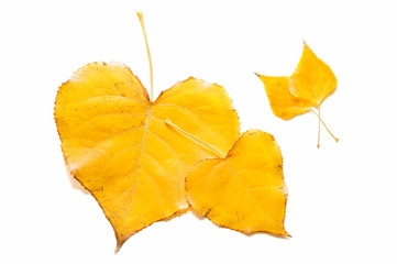 Hojas estacionales 68