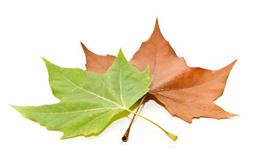 Hojas estacionales 73