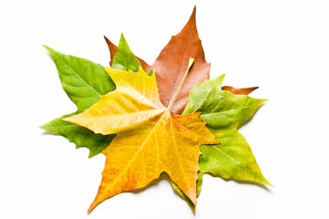 Hojas estacionales 77