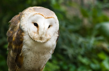 Barn owl sitting and watching - horizontal