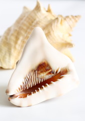 Big cockleshells isolated