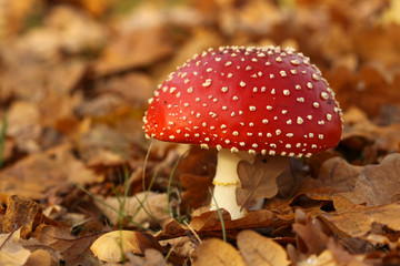 Toadstool in a field of brown leafs