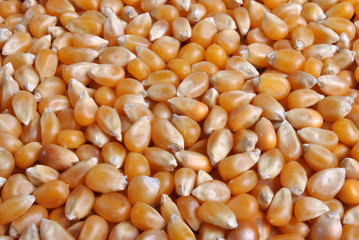 some organic corn to use as background