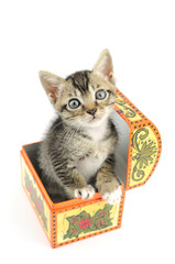 Kitty in treasure box