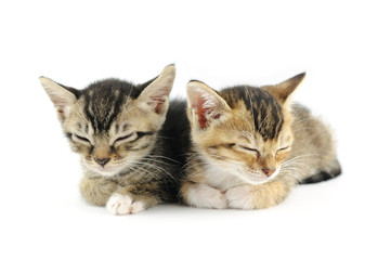 Sleeping kittens