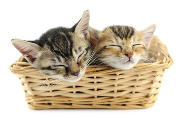Fototapeta na wymiar Kittens in wicker basket