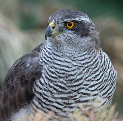 Portrait of a majestic hawk