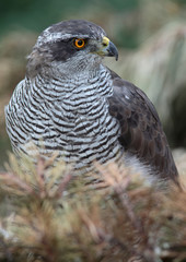 Portrait of a majestic hawk