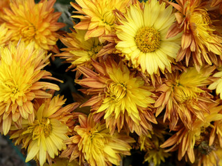 blossoming chrysanthemum