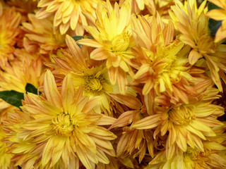 blossoming chrysanthemum