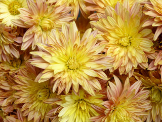blossoming chrysanthemum