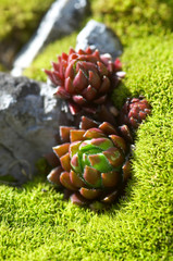 Detail of fresh succulent plant
