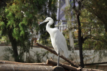 seidenreiher