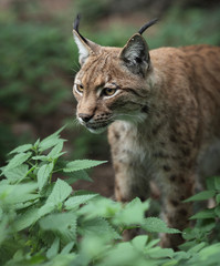 Close-up portrait of an Eurasian Lynx (Lynx lynx).