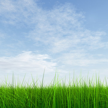 High resolution grass and sky background