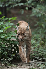 Close-up portrait of an Eurasian Lynx (Lynx lynx).