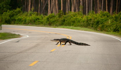 Alligator crossing the road