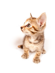 Tabby kitten looking up