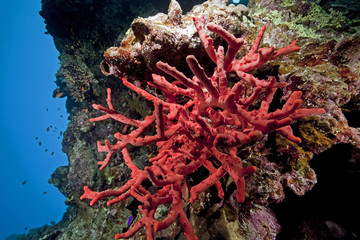 Fototapeta na wymiar toxic finger coral