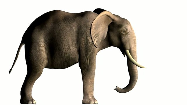 Elephant side view animation
