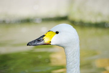 白鳥ジュニア