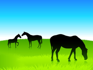 Fototapeta na wymiar Horses in the green field with blue sky background
