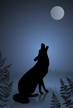 Wild wolf / coyote howling at the full moon