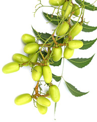 neem plante médicinale fond blanc