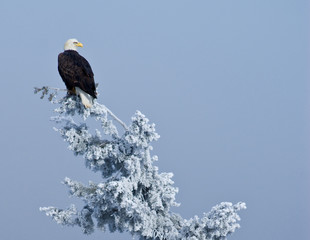 Perched Bald Eagle