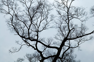 Abstract tree branches