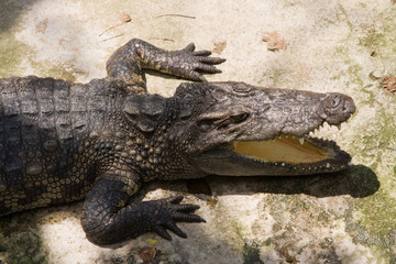 Crocodile