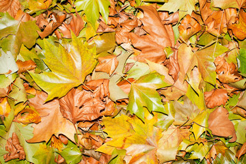Fallen autumn leafs for background