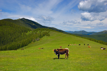 Fototapeta premium Cows in mountains