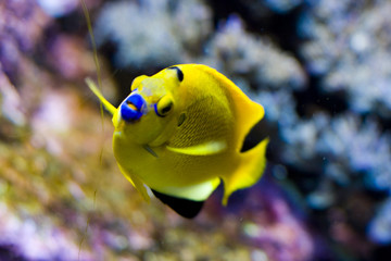 an exotic fish swimming