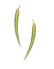 Close up of eucalyptus leaves