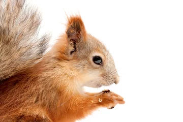 Foto auf Alu-Dibond squirrel in profile © Mariya Pshenina