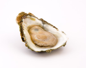 Oyster on a white background