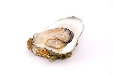 Oyster on a white background