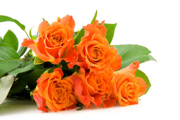Stacked orange roses over white background