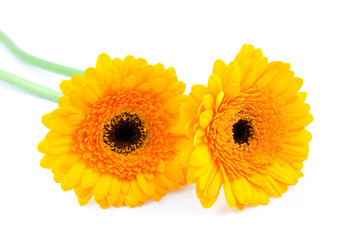Two yellow Gerber flowers over white background
